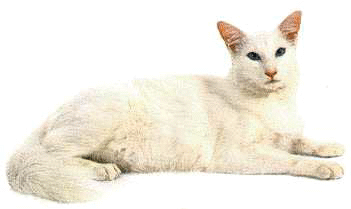 Pangur Bán translated means White cat